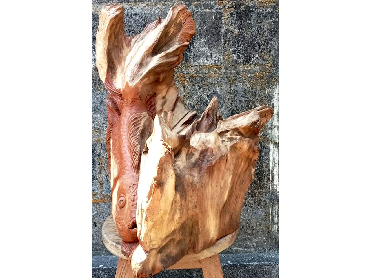 Ikan - Koki 2
